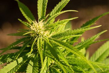 Close up marijuana bud showing trichomes landscape