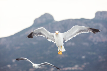 Seagull in flight with spread wings. Summer by the sea. Mountain in the background.