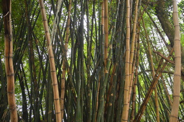 Obraz na płótnie Canvas bamboo forest background