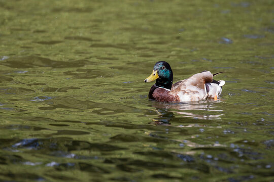 A colorful duck swims on a pond. There are circles around him.