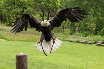 A falcon-headed bald eagle lands on a wooden stake. The eagle has outstretched wings.