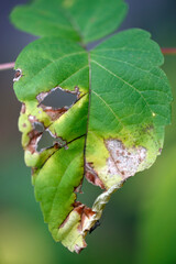une feuille d'un arbre malade