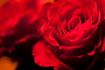 赤いバラの花のアップ