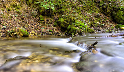 Potok płynący w lesie