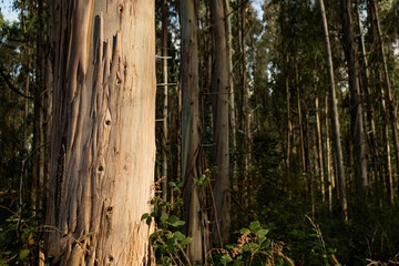 closeup of Eucalyptus tree trunk in a forest for paper industry, with warm natural light