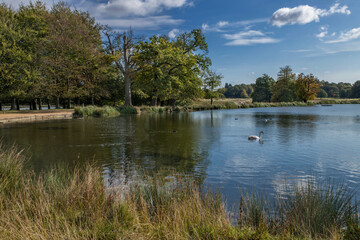 Fototapeta na wymiar Pen Ponds with lone swan