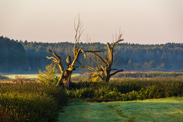 Poranne mgły  Dolinie Narwi,Podlasie, Polska © podlaski49