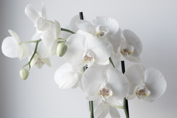 Orquídea blanca con flores y pétalos