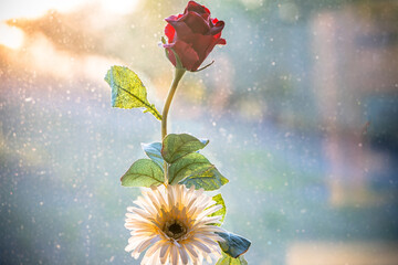 Artificial red rose in a vase © robertdering