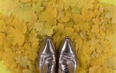 gold mens shoes, background of yellow maple autumn leaves