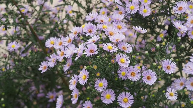Asters d'automne en touffes buissonnantes sur tiges hautes et souples &agrave; floraison &eacute;toil&eacute;e rose tendre dans un feuillage fin et d&eacute;coratif