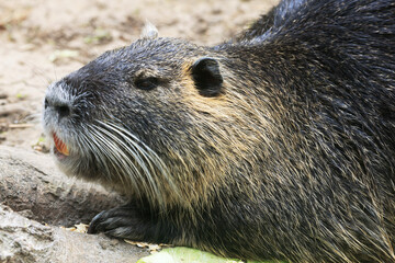 Nutria (myocastor coypus) in a Park, Germany
