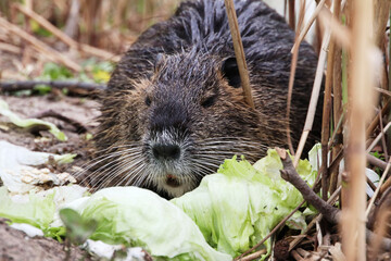 Nutria (myocastor coypus) in a Park, Germany
