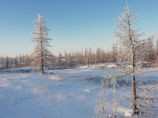 snow covered trees