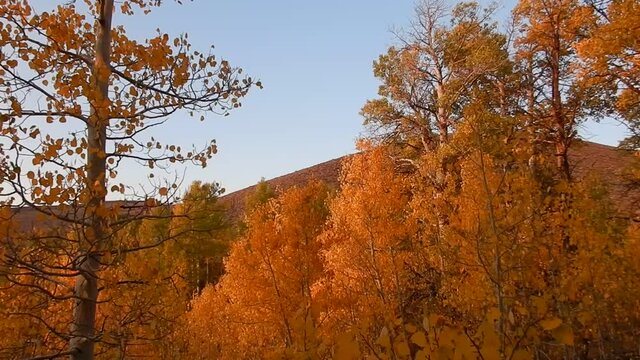 Video that pans over the beautiful orange and red fall colors in the Easter Sierra mountains of northern California