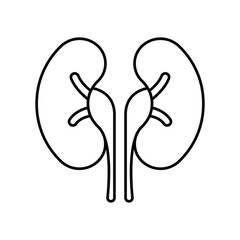 Kidneys internal organ line icon