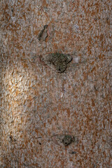 Bark of Weeping Norway Spruce (Picea abies 'Pendula Monstrosa')