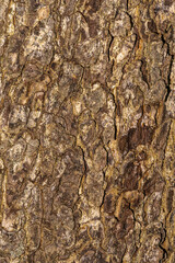Bark of Turkish Filbert (Corylus colurna)