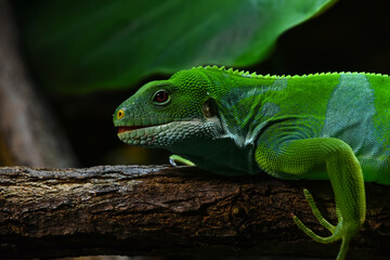 Brachylophus bulabula or Fiji banded iguana female