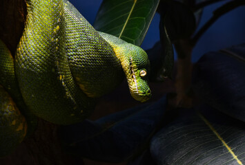 Green tree python profile portrait close up