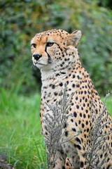 Close up front portrait of cheetah