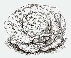Isolated head lettuce. Illustration after an antique engraving from the 19th century