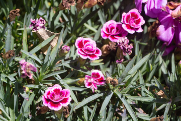Rainbow pink flowers in a garden during summer