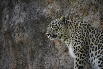 Portrait of female African leopard on rock shelf