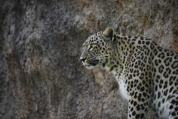 Fototapeta premium Portrait of female African leopard on rock shelf
