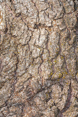 Bark of Scarlet Curls Willow (Salix 'Scarcuzam')