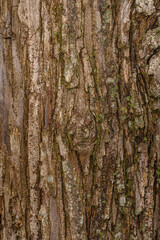Bark of Russian Olive (Elaeagnus angustifolia)