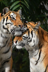 Close up portrait of two Amur tigers
