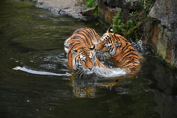 Fototapeta na wymiar Two Siberian tigers play and fight in water