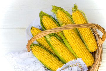 Fresh corn on cob in wicker basket. Untreated corn cobs. Fresh corn vegetable in basket. Harvested corn in wicker basket, freshly picked maize ears out in agricultural field landscape, selective