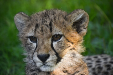 Naklejka na ściany i meble Close up portrait of cheetah cub