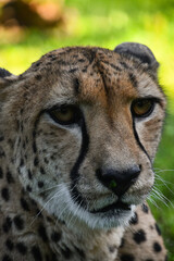 Close up profile portrait of cheetah