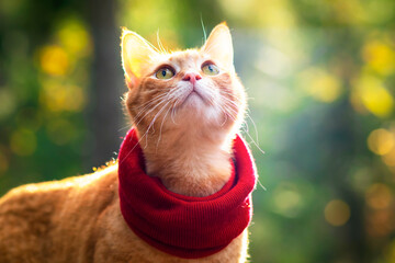 portrait, close-up of a ginger cat in a scarf, in the rays of the sun on a forest background....