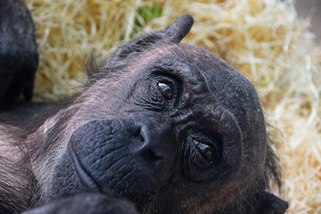 Portrait of chimpanzee looking away