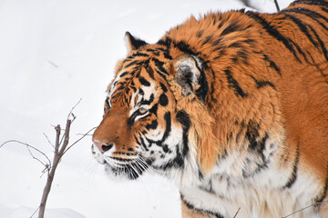 Close up portrait of Siberian tiger in winter snow