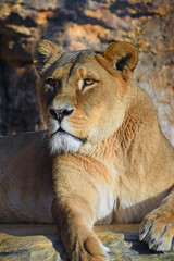 Close up portrait of female African lioness