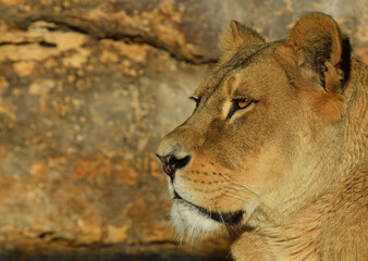 Close up side portrait of female African lioness