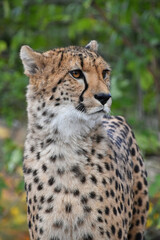 Naklejka na ściany i meble Close up portrait of cheetah