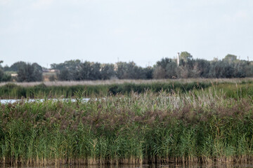  Reed grass with blurred background in countryside. Cattail green reeds on lake water