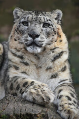 Close up front portrait of snow leopard