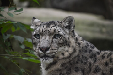Close up front portrait of snow leopard