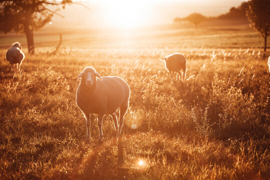 Schafe im Sonnenuntergang 