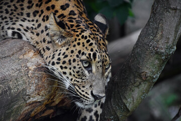 Fototapeta na wymiar Close up profile portrait of African leopard