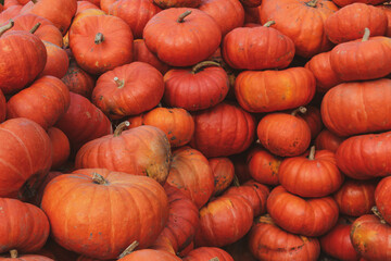 Texture of orange big pumpkins