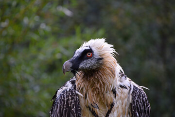 Close up portrait of bearded vulture