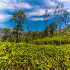 A close up view of tea bushes on a plantation in upland tea country in Sri Lanka, Asia